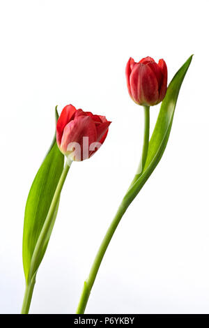 Due tulipani rossi fotografati contro uno sfondo bianco
