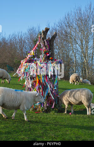 Il decorate luminosamente il moncone del mitico Glastonbury Santa Spina su Wearyall Hill (Wirral) al nuovo anno. Leggende link questo a Giuseppe di Arimatea. Foto Stock