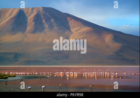 Laguna Colorada o Rosso Laguna con innumerevoli fenicotteri, lago di sale sul Altiplano altopiano della Bolivia Foto Stock