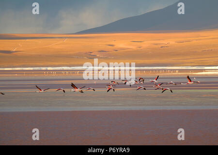 Gruppo di flamingo battenti sulla Laguna Colorada (Rosso Laguna), il lago di sale a Altiplano altopiano in Potosi, Bolivia Foto Stock