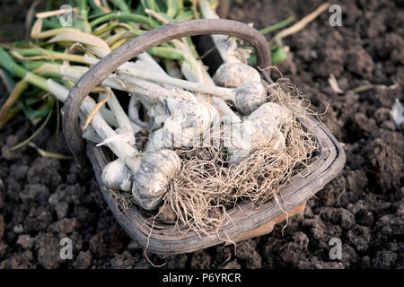 Appena scavato bulbi di aglio in un trug Foto Stock