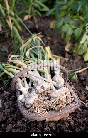 Appena scavato bulbi di aglio in un trug Foto Stock