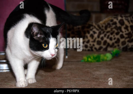 Bianco e nero Cat Stalking Foto Stock