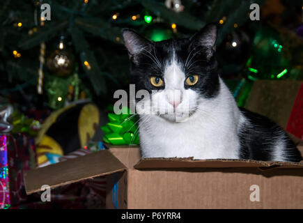 Bianco e nero gatto con gli occhi di oro rilassante in una scatola del tempo di Natale. Foto Stock