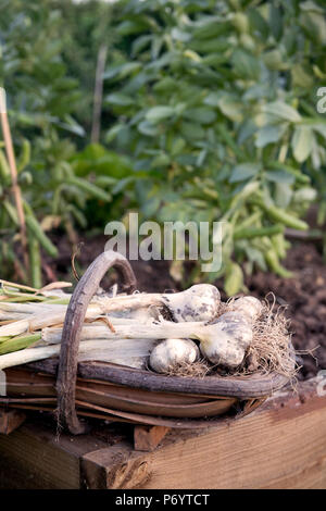 Appena scavato bulbi di aglio in un trug Foto Stock