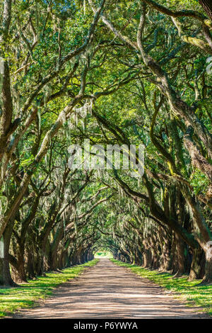 Stati Uniti, Louisiana, San Giovanni Battista parrocchia. Evergreen Plantation strada fiancheggiata con southern live oak (Quercus virginiana) alberi. Foto Stock