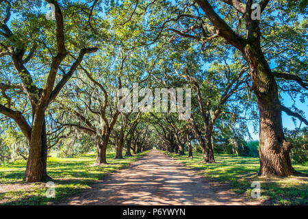 Stati Uniti, Louisiana, San Giovanni Battista parrocchia. Evergreen Plantation strada fiancheggiata con southern live oak (Quercus virginiana) alberi. Foto Stock