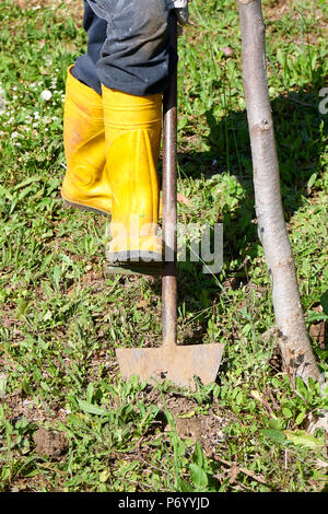 Contadino con manicotti gialli lavora con capocorda nel campo closeup Foto Stock
