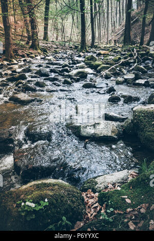 Creek in naturale foresta incontaminata Foto Stock