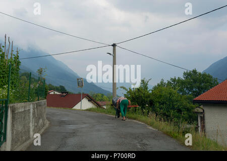 Un'anziana donna locale intuizioni su un piccolo carrello trasporto appena erba falciata in un territorio rurale di montagna villaggio sloveno, il 21 giugno 2018, in Borjana, vicino a Kobarid, Slovenia. Foto Stock