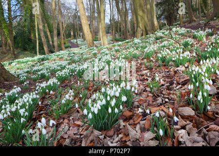 Snowdrops in woodland at the Rococo Garden, Painswick, The Cotswolds, Gloucestershire, England, United Kingdom, Europe Foto Stock