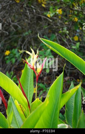La fusione di rosso e di giallo parrocchetto fiore (Heliconia Psittacorum) Foto Stock