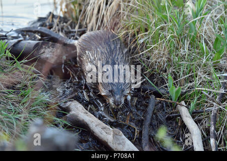 Un adulto selvatico topo muschiato (Ondatra zibethicus) scendendo giù il beaver scorrere sul Beaver Dam Foto Stock