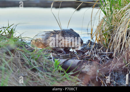 Un topo muschiato selvatici ( Ondatra zibethicus);salendo sulla Beaver Dam vicino a Hinton Alberta Canada. Foto Stock