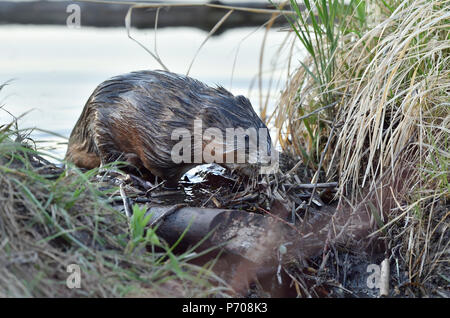 Un topo muschiato selvatici ( Ondatra zibethicus);salendo sulla Beaver Dam vicino a Hinton Alberta Canada. Foto Stock