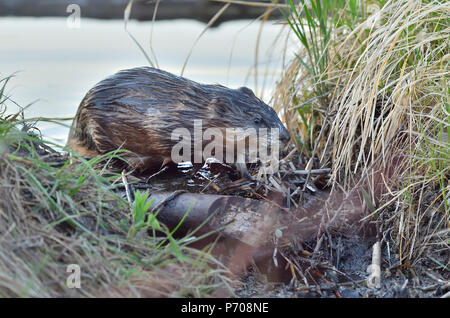 Un topo muschiato selvatici ( Ondatra zibethicus);salendo sulla Beaver Dam vicino a Hinton Alberta Canada. Foto Stock