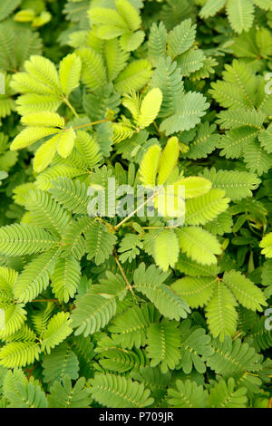 Impianto sensibili. La Mimosa pudica. Foto Stock