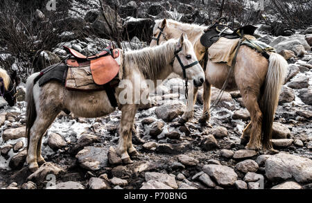 Muli utilizzati per il trasporto di peso dei passeggeri e dei loro effetti personali nelle valli di montagna Foto Stock