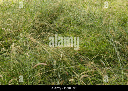 Una lunga foglia schiacciata appiattire la folta erba verde - close up sullo sfondo Foto Stock