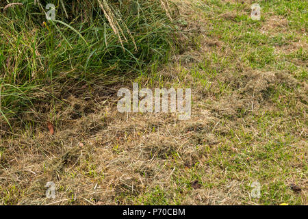 Fresco verde erba falciata coperto da fieno secco closeup Foto Stock