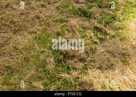 Fresco verde erba falciata coperto da fieno secco closeup Foto Stock