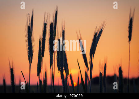 Spighe di grano sagome contro il caldo Cielo di tramonto background in estate Foto Stock