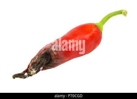 Ammuffito di peperoncino rosso / Marcio peperoncino rosso in sfondo bianco. Foto Stock