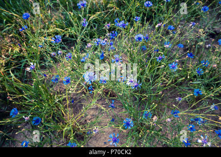 Vista superiore oltre a fioritura cornflowers selvatico sul prato estivo Foto Stock
