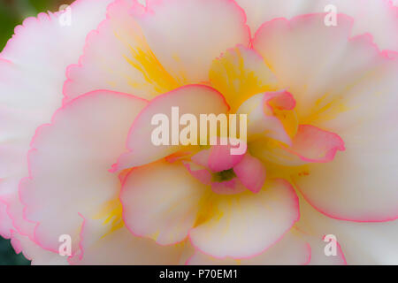 Begonia fiore Foto Stock