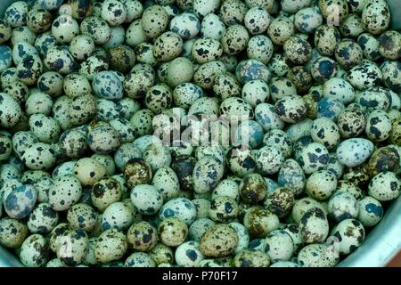 Una grande ciotola di blu di quaglia uova a un mercato in Cambogia Foto Stock