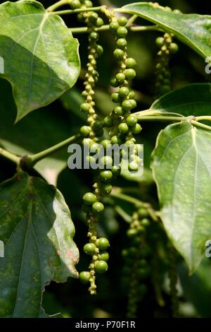 Pepe crescente sulla vite a Kampot Pepe plantation in Cambogia Foto Stock