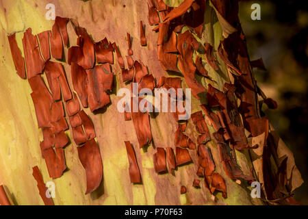 La corteccia di un Pacific madrone, Arbutus menziesii - texture di sfondo o Foto Stock