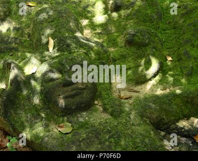 Moss coperta faccia Buddha scolpito in una roccia sul lungofiume in Cambogia Foto Stock