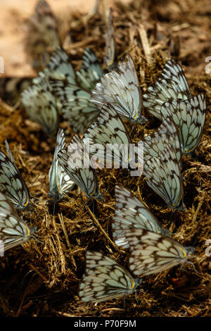 Nero e blu farfalle insieme su un pezzo di sterco Foto Stock