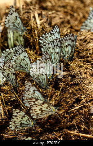 Nero e blu farfalle insieme su un pezzo di sterco secco nel campo Foto Stock