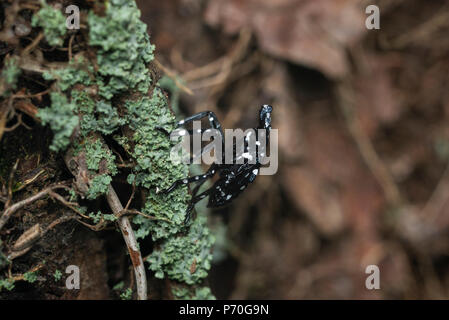 Vista ravvicinata di un macchiato LANTERFLY NYMPH (LYCORMA DELICATULA) su LICHEN coperto di corteccia di albero, Berks County, PENNSYLVANIA Foto Stock