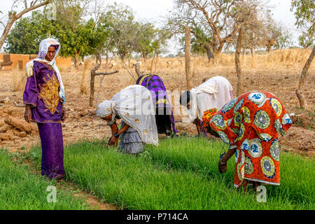 I membri di una cooperativa al lavoro in un orto, UBTEC ONG in un villaggio nei pressi di Ouahigouya, in Burkina Faso, Africa occidentale, Africa Foto Stock