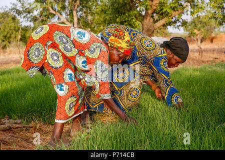 I membri di una cooperativa al lavoro in un orto, UBTEC ONG in un villaggio nei pressi di Ouahigouya, in Burkina Faso, Africa occidentale, Africa Foto Stock