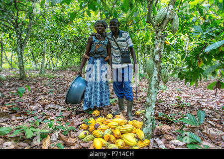 Agricoltore la raccolta di cacao (cacao) con sua moglie, Costa d Avorio, Africa occidentale, Africa Foto Stock
