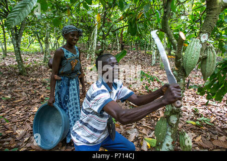 Agricoltore la raccolta di cacao (cacao) cialde con sua moglie, Costa d Avorio, Africa occidentale, Africa Foto Stock