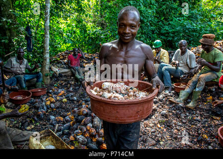 Gli agricoltori rompendo raccolto di cacao (cacao) baccelli, Costa d Avorio, Africa occidentale, Africa Foto Stock