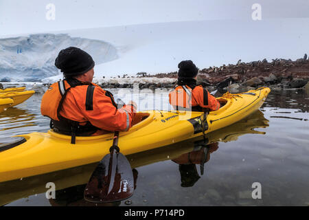 Giovane kayak nella neve, guardando una Gentoo colonia di pinguini, cileno Gonzalez Videla Stazione, vaporetto punto, Antartide, regioni polari Foto Stock