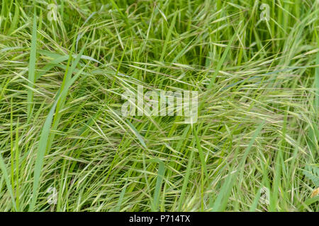 Erba selvatica con semi nel vento contro lo sfondo sfocato. Foto Stock