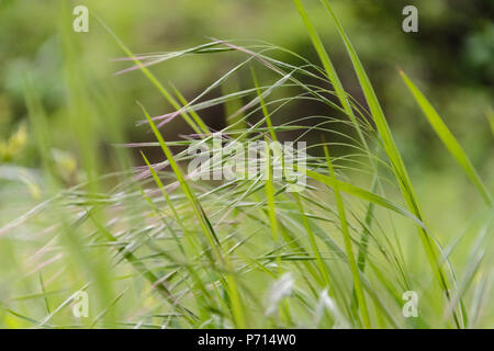 Erba selvatica con semi nel vento contro lo sfondo sfocato. Foto Stock