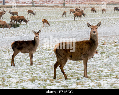 Cervi in inverno, Richmond Park, Richmond, London, England, Regno Unito, Europa Foto Stock