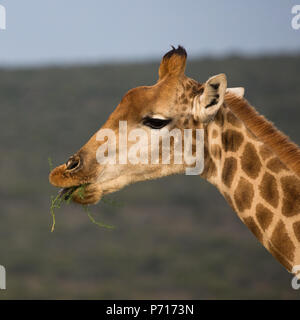 Colpo di testa di un sudafricano o giraffa del Capo (G.g.giraffa) lato closeup sul mangiare una pianta o foglie nella natura selvaggia del Sudafrica Foto Stock