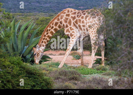 Un adulto sudafricano o giraffa del Capo (G.g.giraffa) con le gambe divarate mangiare intorno ad una pianta di aloe nella selvaggia del Sudafrica Foto Stock