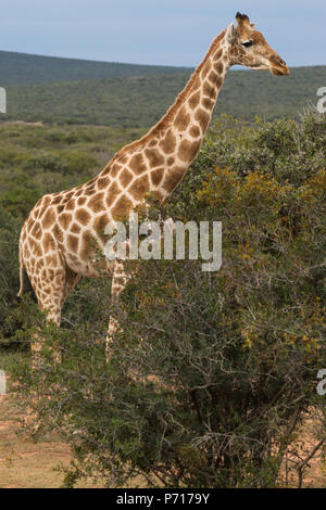 Un adulto sudafricano o Cape Giraffe (G.G giraffa) in piedi accanto a un cespuglio nella natura selvaggia del Sudafrica Foto Stock