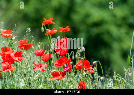 Molti splendidi fiori rossi, papaveri su un bellissimo sfondo verde. Altri nomi sono Papaver rhoeas, papavero comune di mais, semi di papavero, rosa di mais. Foto Stock
