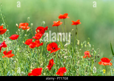 Molti splendidi fiori rossi, papaveri su un bellissimo sfondo verde. Altri nomi sono Papaver rhoeas, papavero comune di mais, semi di papavero, rosa di mais. Foto Stock